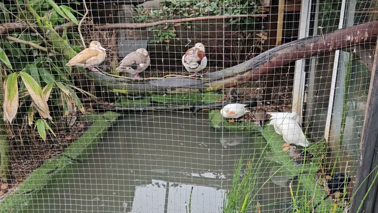 Watching my duck aviary.