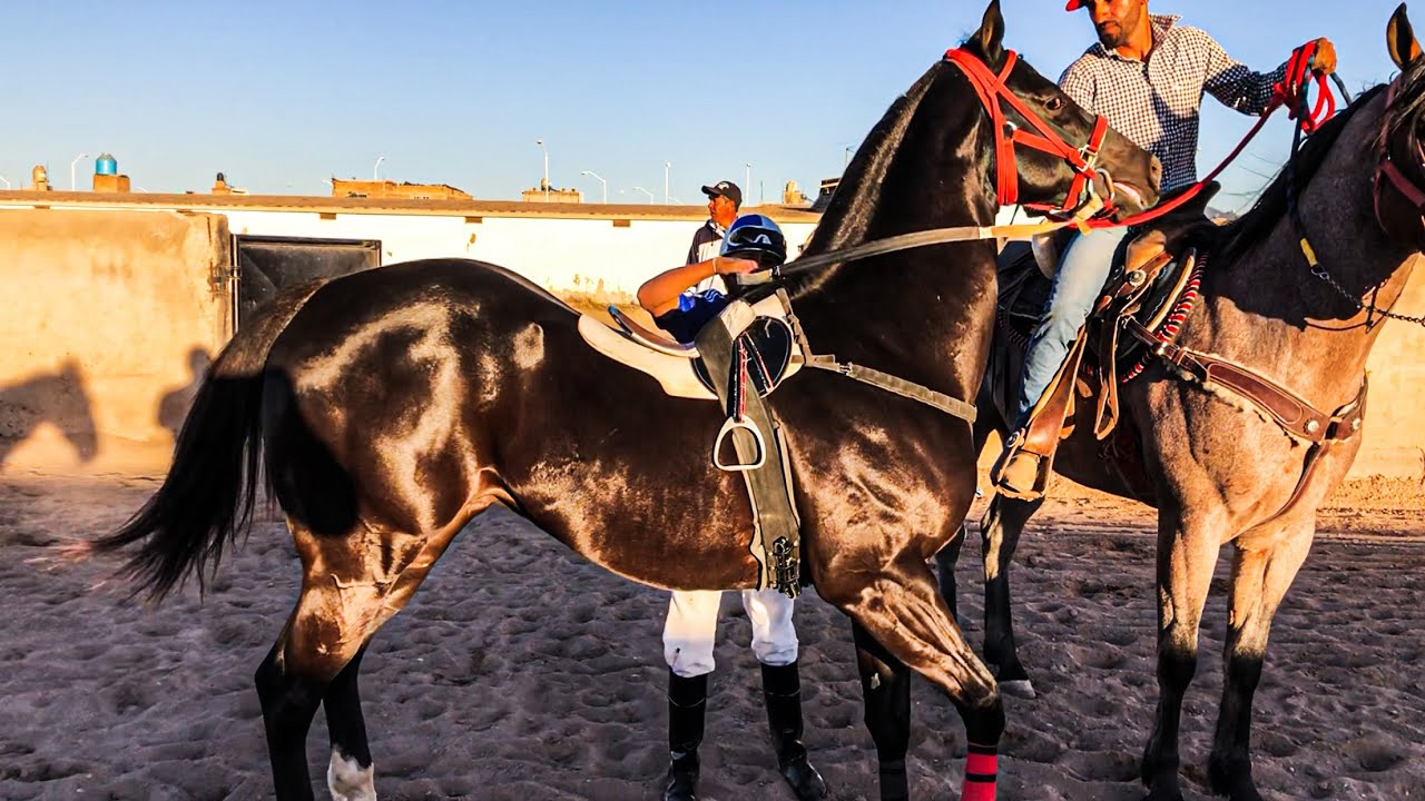 El Caballo Mas Hermoso Del Mundo Está En Durango!!