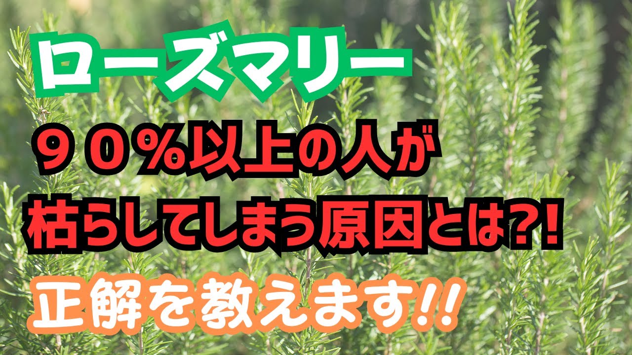 【ローズマリー】枯らしてしまう原因の９０％以上は◯◯のやりすぎ！今後枯らさないためのテクニックを紹介します！！