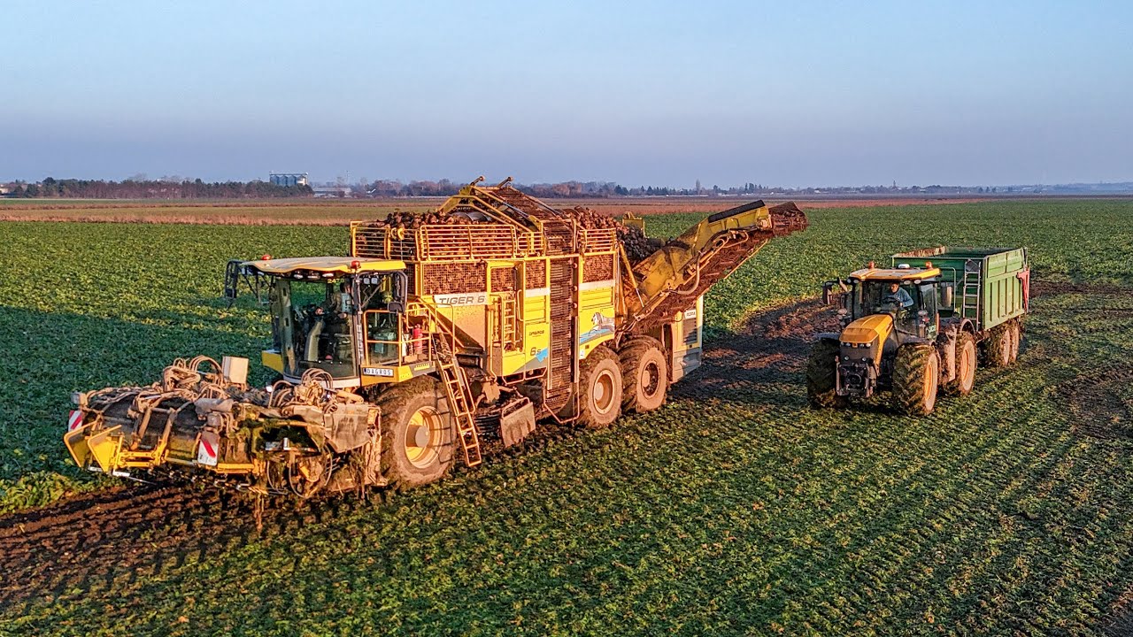 Новое масло Tiger 6S | Уборка сахарной свеклы в грязных условиях в 2025 году | JCB Fastrac 4220 +...