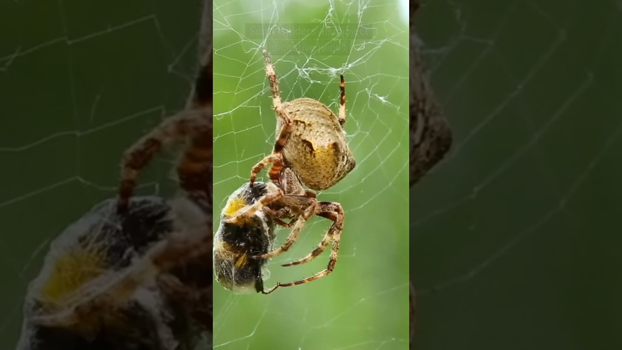 Why spiders wrap their food