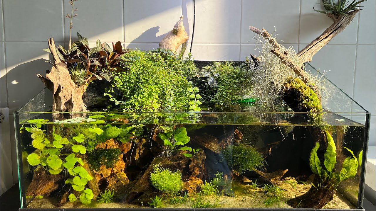 Paludarium Nr. 2 | Ringelhechtlinge | Pflanzen & Moos