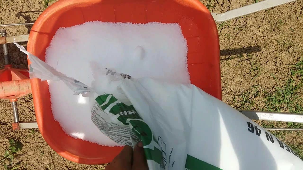 PRVA PRIHRANA KUKURUZA SA KOLICIMA 2 DIO