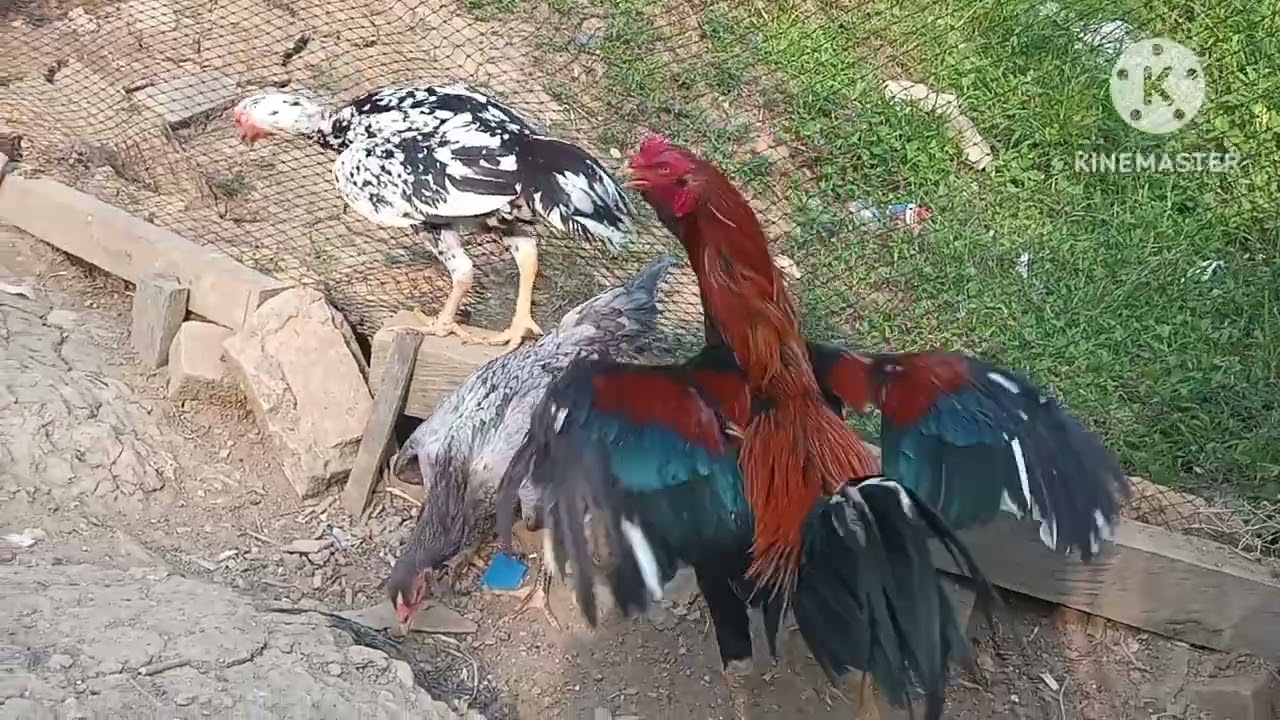 Ternak Ayam Pemula Ternyata Lumayan Menguras Kantong....Ojol Belajar Ternak