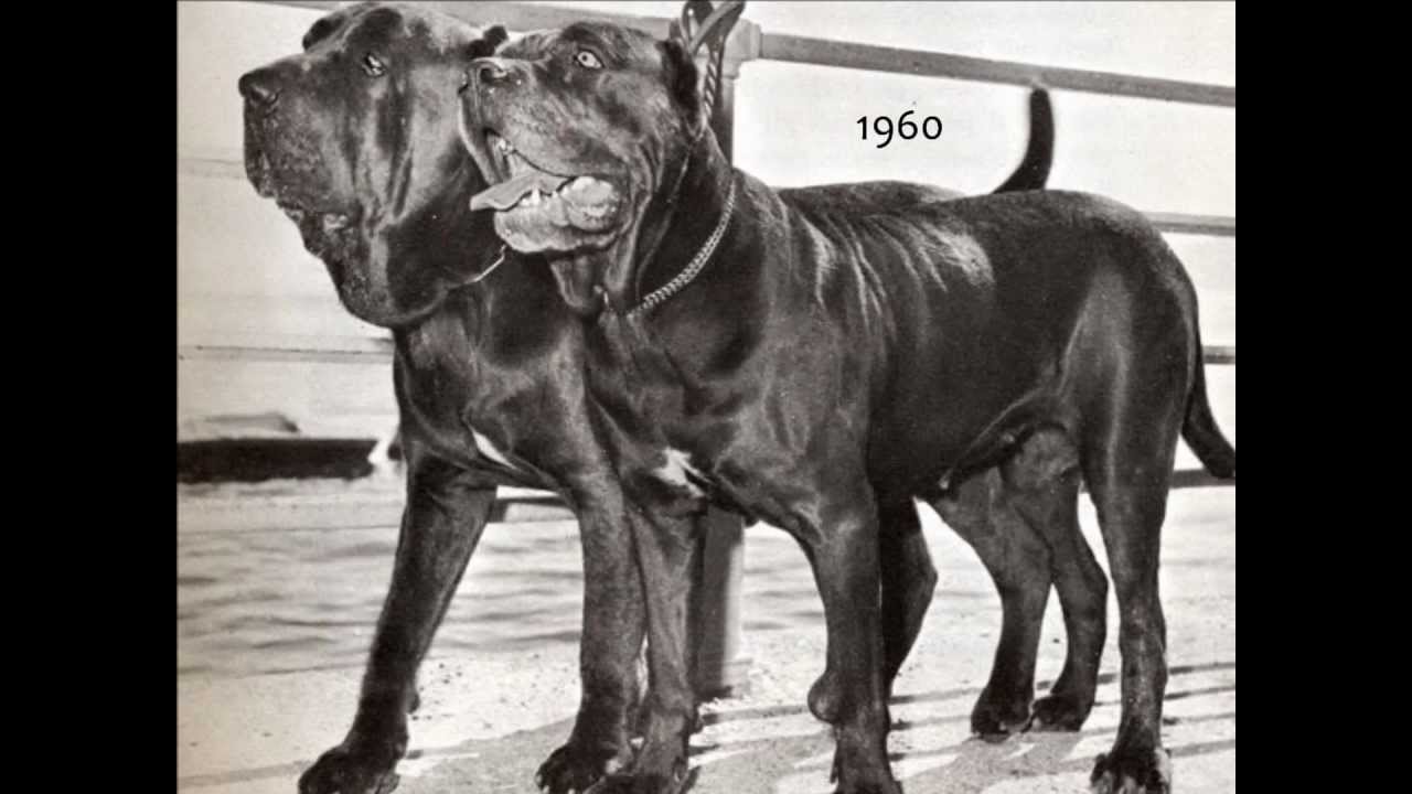 How we improved dogs