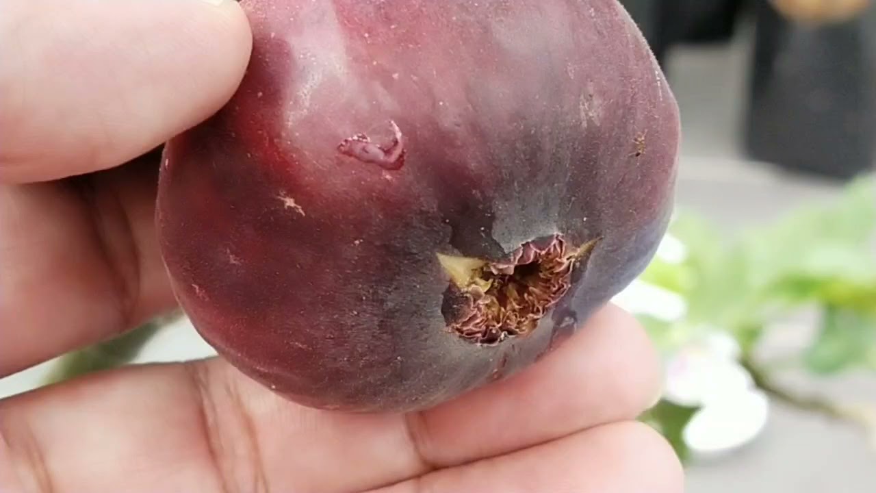 Buah Tin Dah Masak Jom Belajar Sesuatu