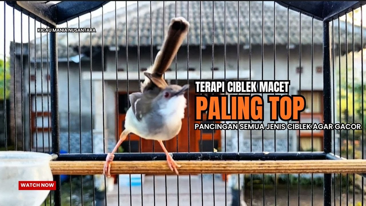 Burung Ciblek SEMI Gacor NGEBREN Untuk Pancingan Ciblek dan MASTERAN BURUNG Kesayangan Anda