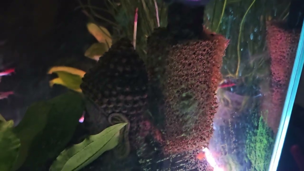 Sidelit tank at night