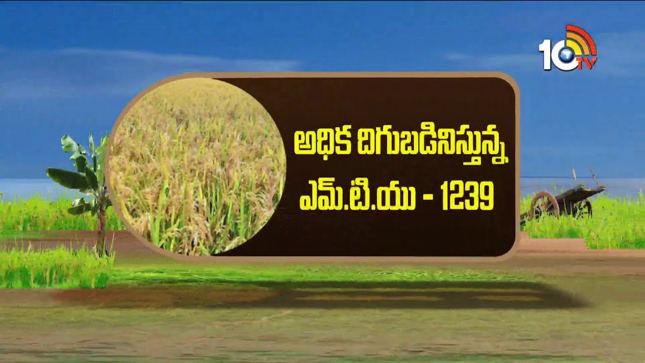 Success Story of New Rice Varieties MTU 1239 | Matti Manishi | 10Tv