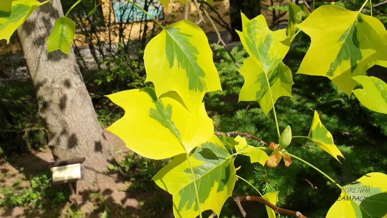Liriodendron tulipifera 'Aureomarginatum' liliovn&iacute;k tulip&aacute;nokvět&yacute;