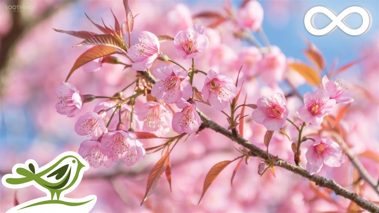 Relaxing Piano Music: Beautiful Relaxing Music, Sleep Music, Peaceful Music, Romantic Music ★145