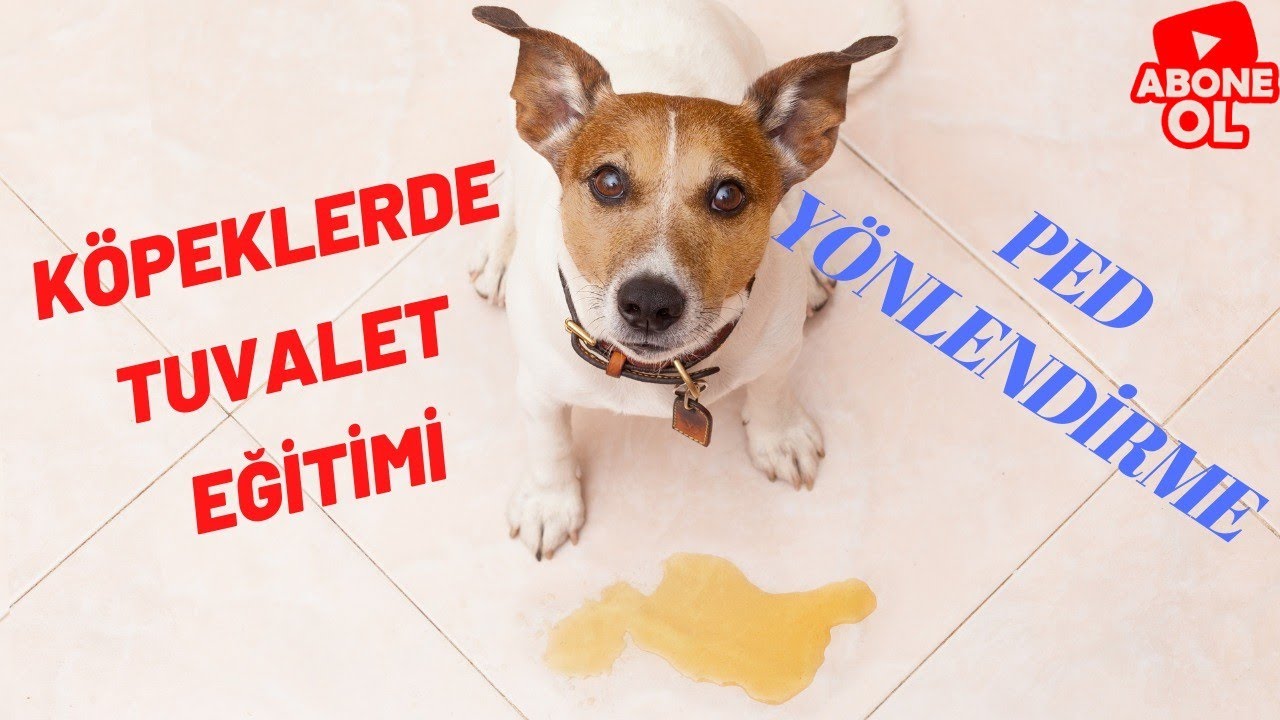 K&ouml;peklerde Tuvalet Eğitimi (Videolu Anlatım)