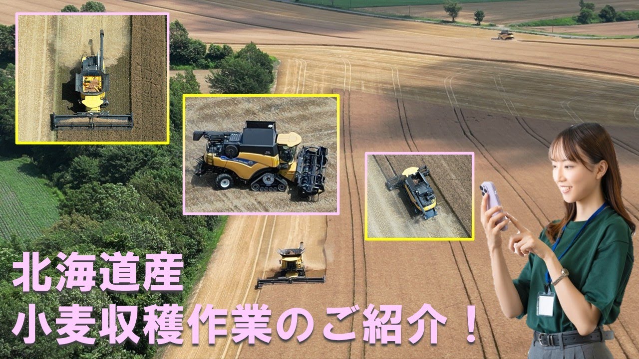 2025年産 北海道小麦の収穫開始！！収穫作業の様子をご紹介致します！