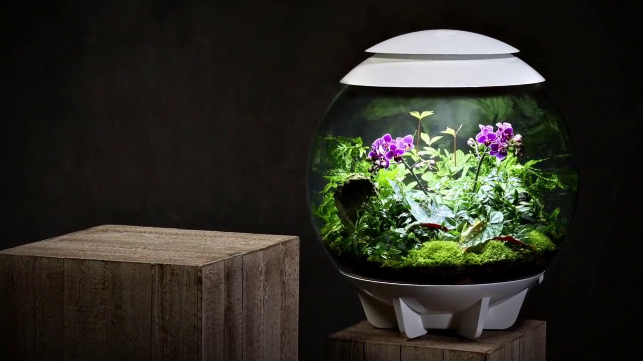 biOrb  Orchideen