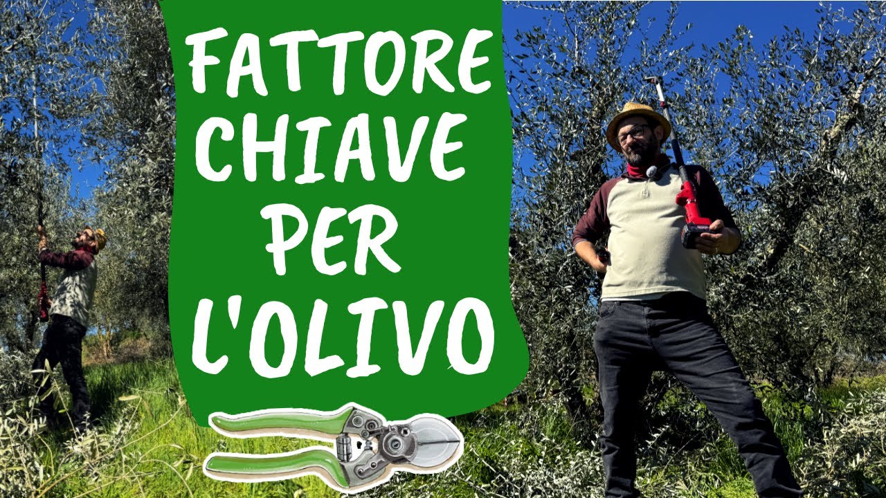 POTATURA OLIVO: come gestire LA LUCE nella chioma [ Lectio Magistralis di Pietro Isolan ]