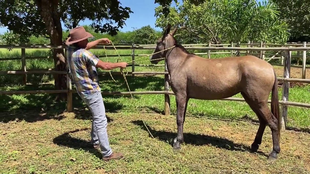 Como Amansar seu burro ou mula pelos pés.