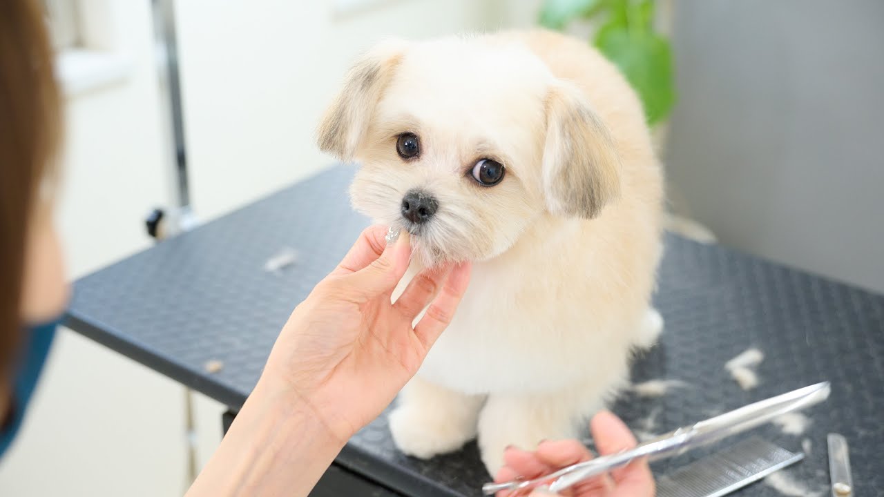 ウトウトしながらトリミング頑張りました！