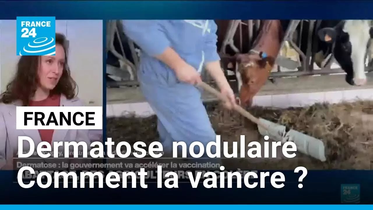 Dermatose nodulaire : comment en venir &agrave; bout ? &bull; FRANCE 24