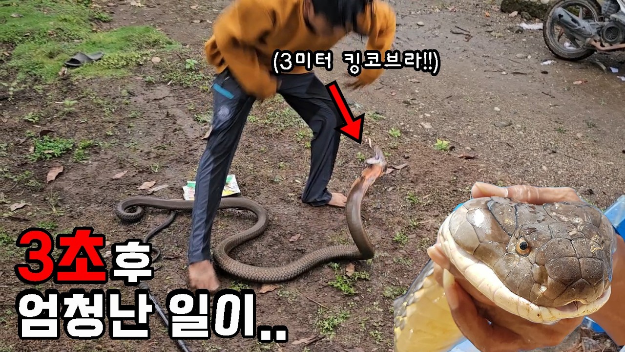 수마트라ep.2｜논에서 킹코브라 채집해서 키우는 고딩..3초 후 엄청난 일이..ㄷㄷ