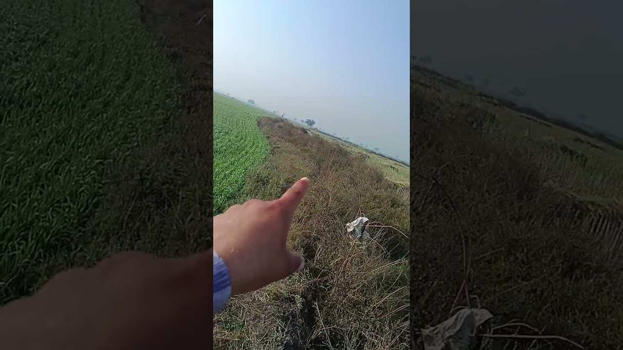 खेत पर जाकर गेंहू की खेती देखी