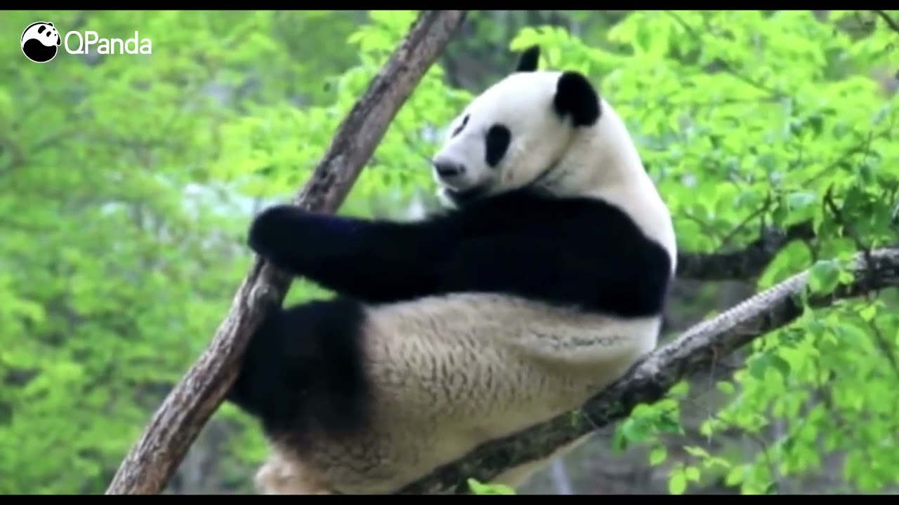 Qinling Giant Panda Vlog