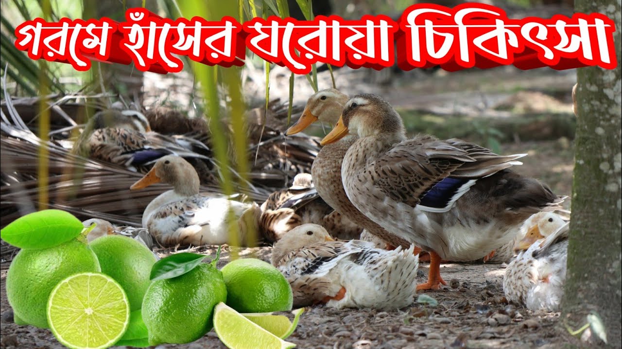 গরমে হাঁসের ঘরোয়া চিকিৎসা ।গরমে আর একটা হাঁস ও মারবেনা ইনশাল্লাহ/ হাঁসের রোগ ও চিকিৎসা /