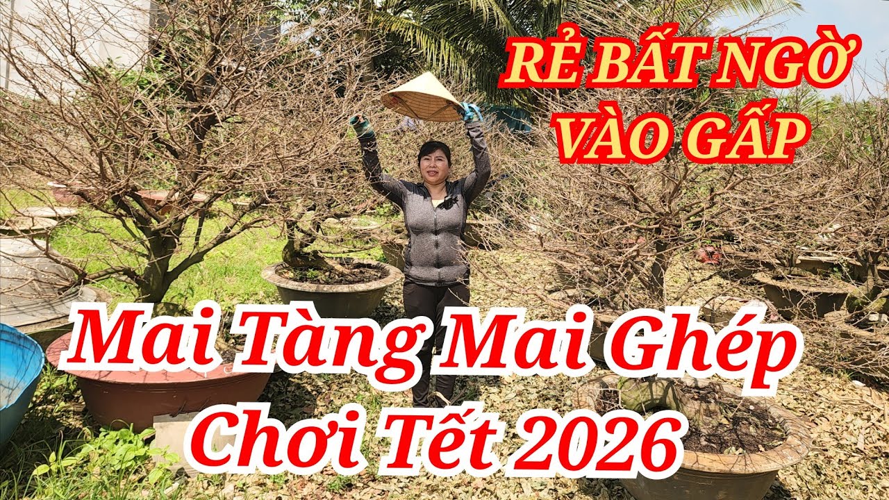 📞HÀ 0349644293 MAI TÀNG MAI GHÉP CHƠI TẾT CÂY TO RẺ BẤT NGỜ VÀO GẤP BAO SHIP 03/02/2026 | Bến Tre Ơi