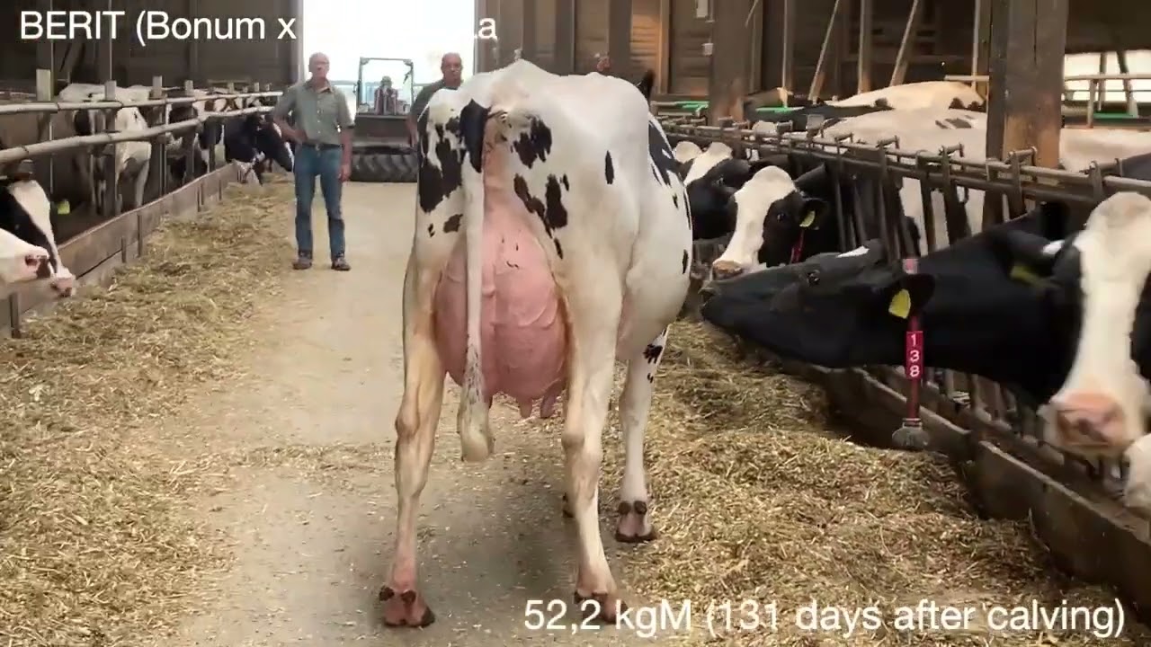 GGI Semen (Bonum daughter inspection )