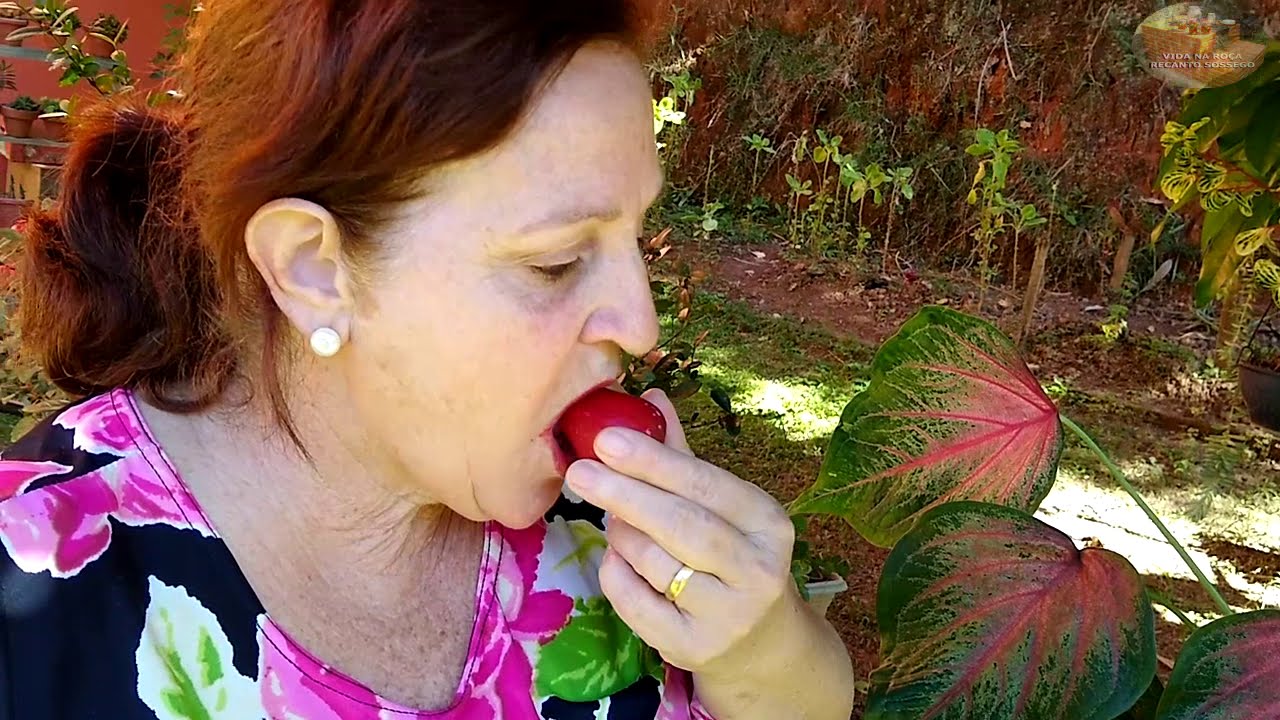 PLANTIOS E DOCE DE TORANJA OU LARANJA GIGANTE - VIDA NA ROÇA - COISAS DA ROÇA