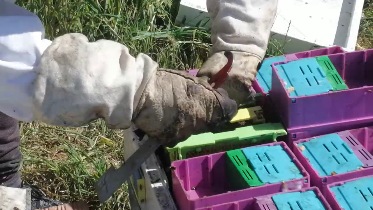 Confirming Queen Bees Emergence - Queen Rearing 6