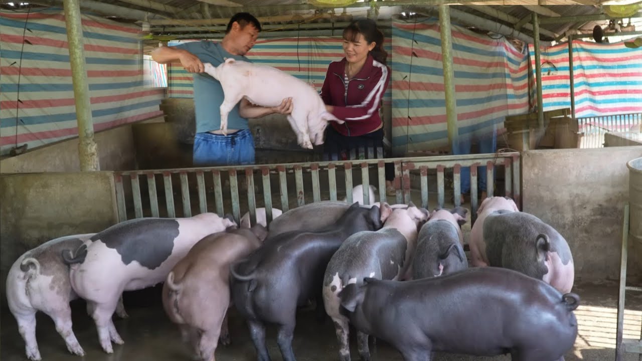 How to keep pigs warm in winter, help them grow quickly and sell for a high price. ( Ep 395 )