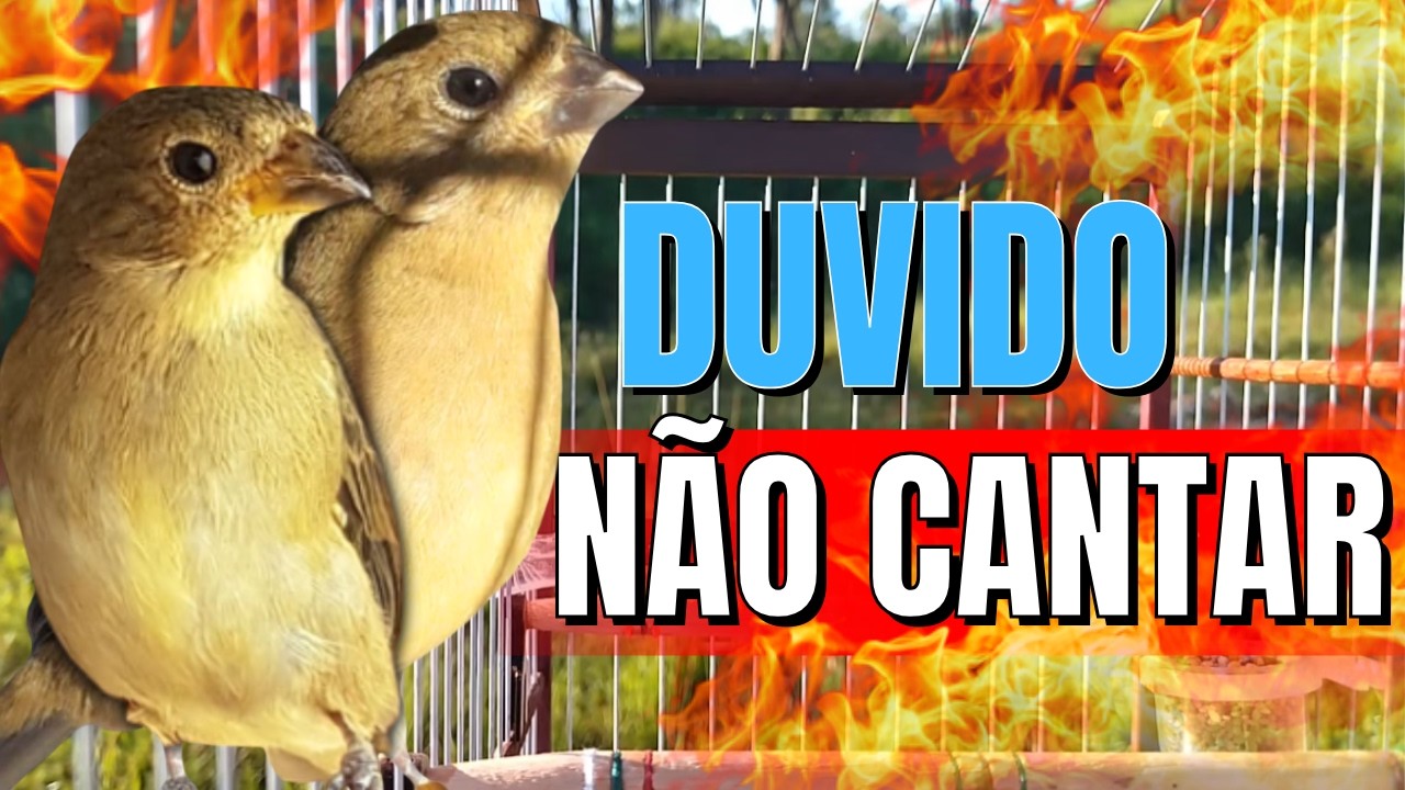 Piado de fêmea de papa capim para Foguear Papa capim tui tui Com Melhor Piado de fêmea de papa capim