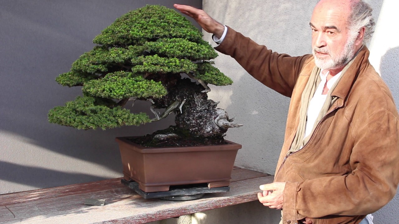 Luis Vallejo Bonsai garden