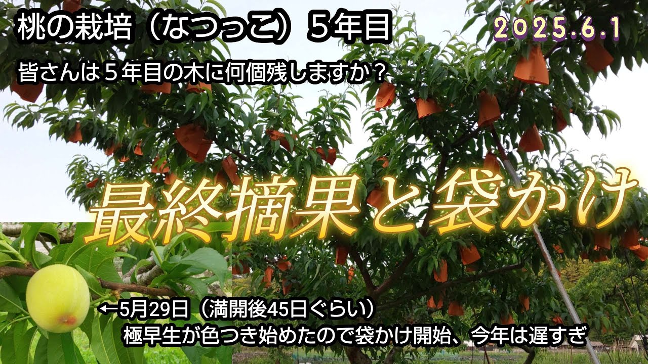 桃の栽培（30）５年目の木に何個残す？最終摘果で着果数の調整と袋かけ、なつっこ５年目、現在の様子など