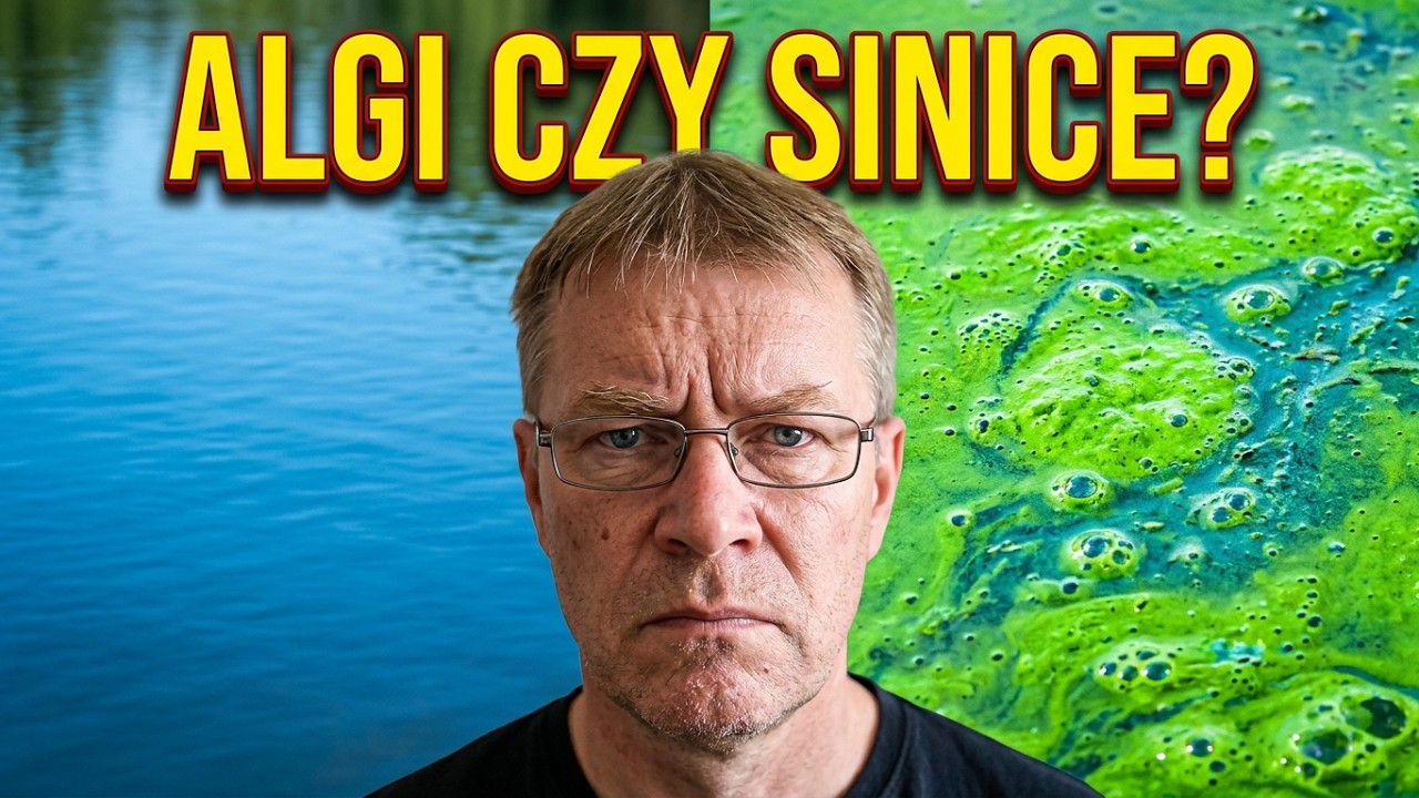 🤢Uwaga na ALGI !! Są niebezpieczne dla ludzi!!🚱🚱🤮🤢🤢 Mogą powodować choroby zwierząt szczeg&oacute;lnie ps&oacute;w