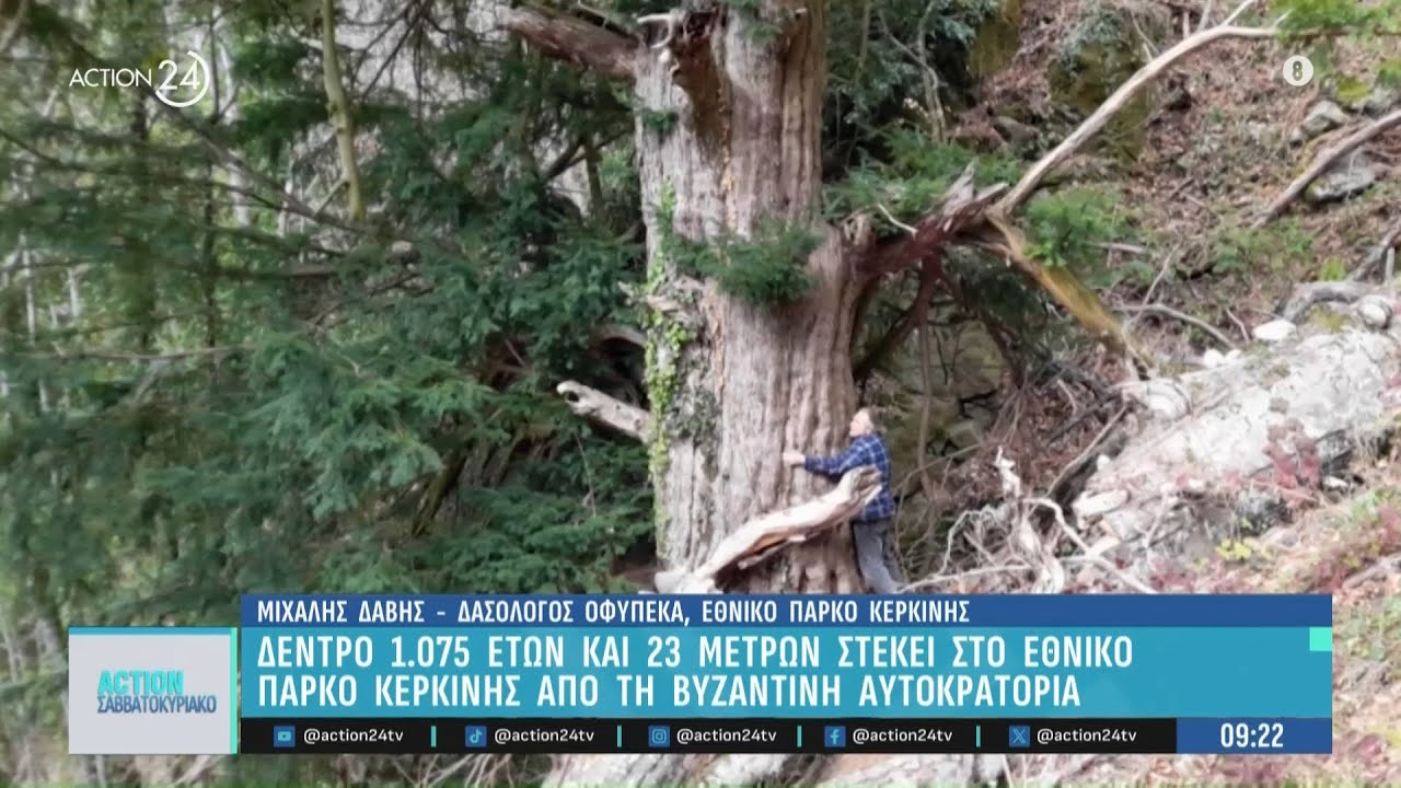 Δέντρο 1.075 ετών και 23 μέτρων στέκει στο Εθνικό Πάρκο Κερκίνης από τη Βυζαντινή Αυτοκρατορία