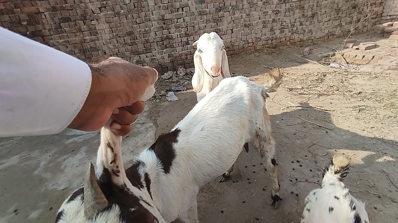 Two White Goats Meet for a Special Farm Moment 🐐🤍