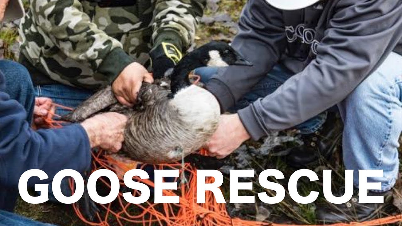 Goose Rescue