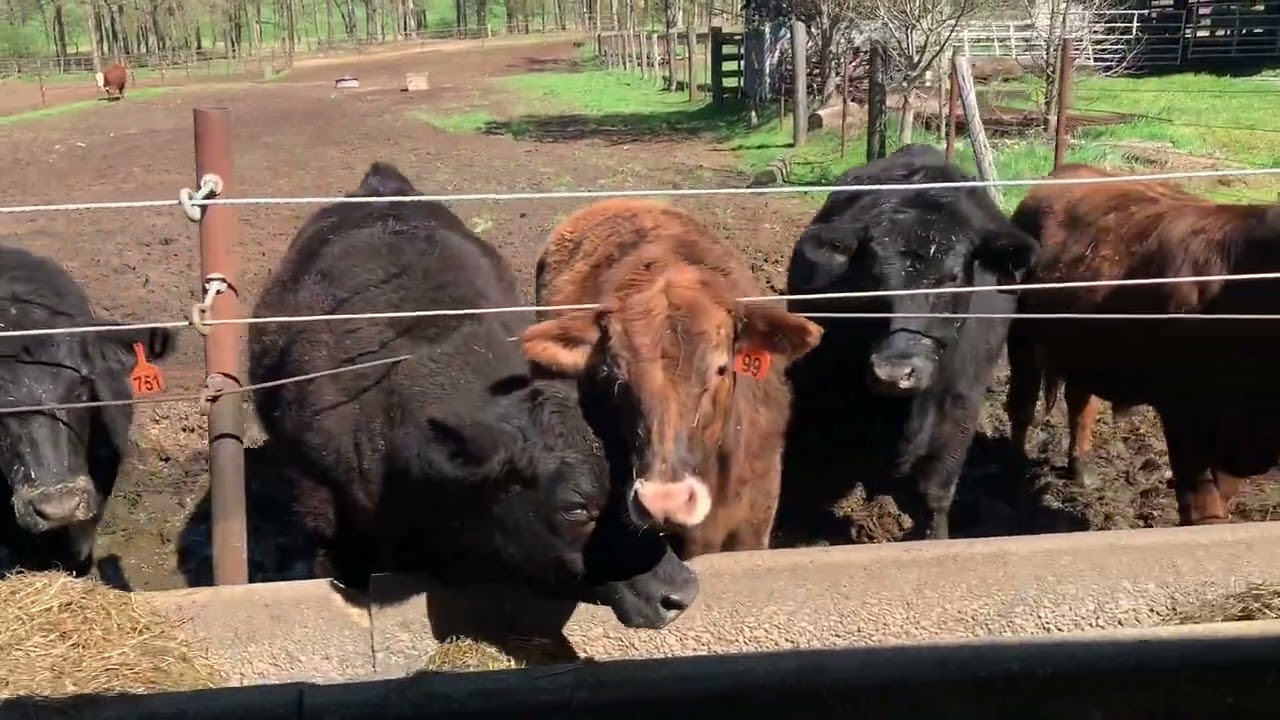 Tiffany&rsquo;s Farm Visits a Beef 🐄 Cattle Farm