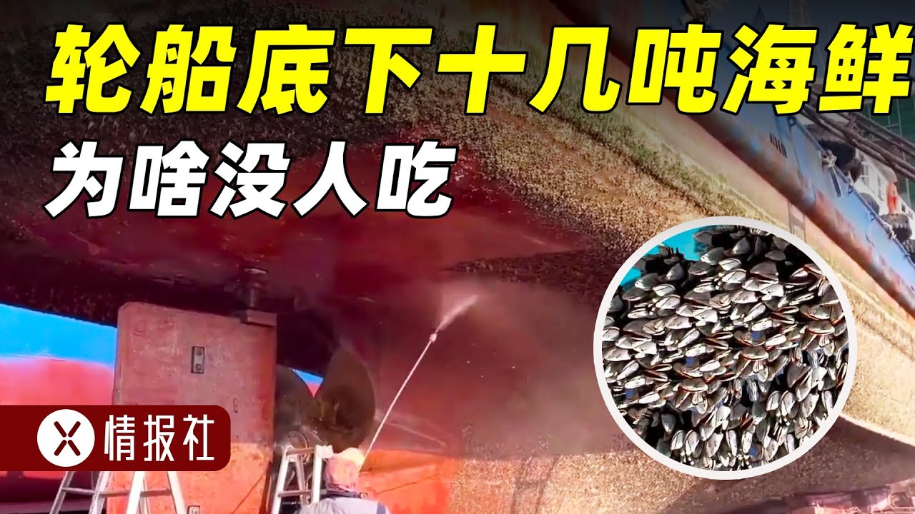 轮船出海一趟，船底带回十几吨海鲜，为啥没人吃，要当垃圾扔掉？
