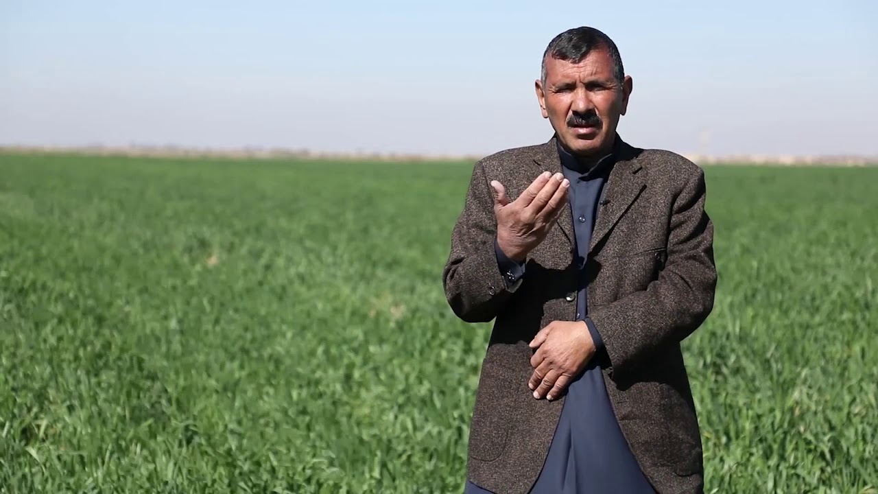 عمليات خدمة محصول الحنطة