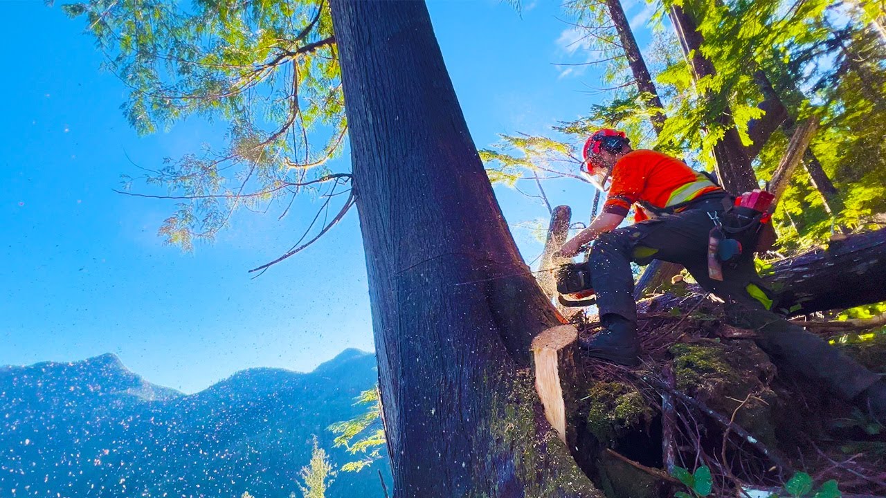 32. Falling Trees Over A Cliff | Bucking For The Helicopter