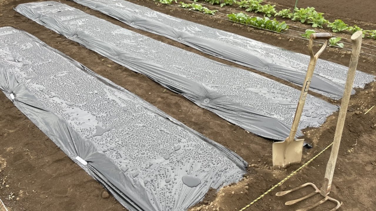 手軽にできる夏野菜の畝作りとマルチシートの張り方　21/4/18