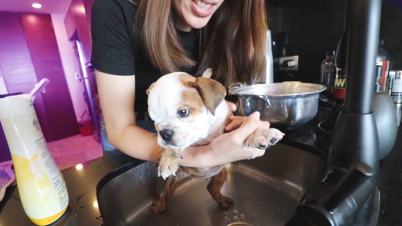 ¡PRIMER BAÑO de nuestro BULLDOG! CÓMO BAÑAR a tu CACHORRO