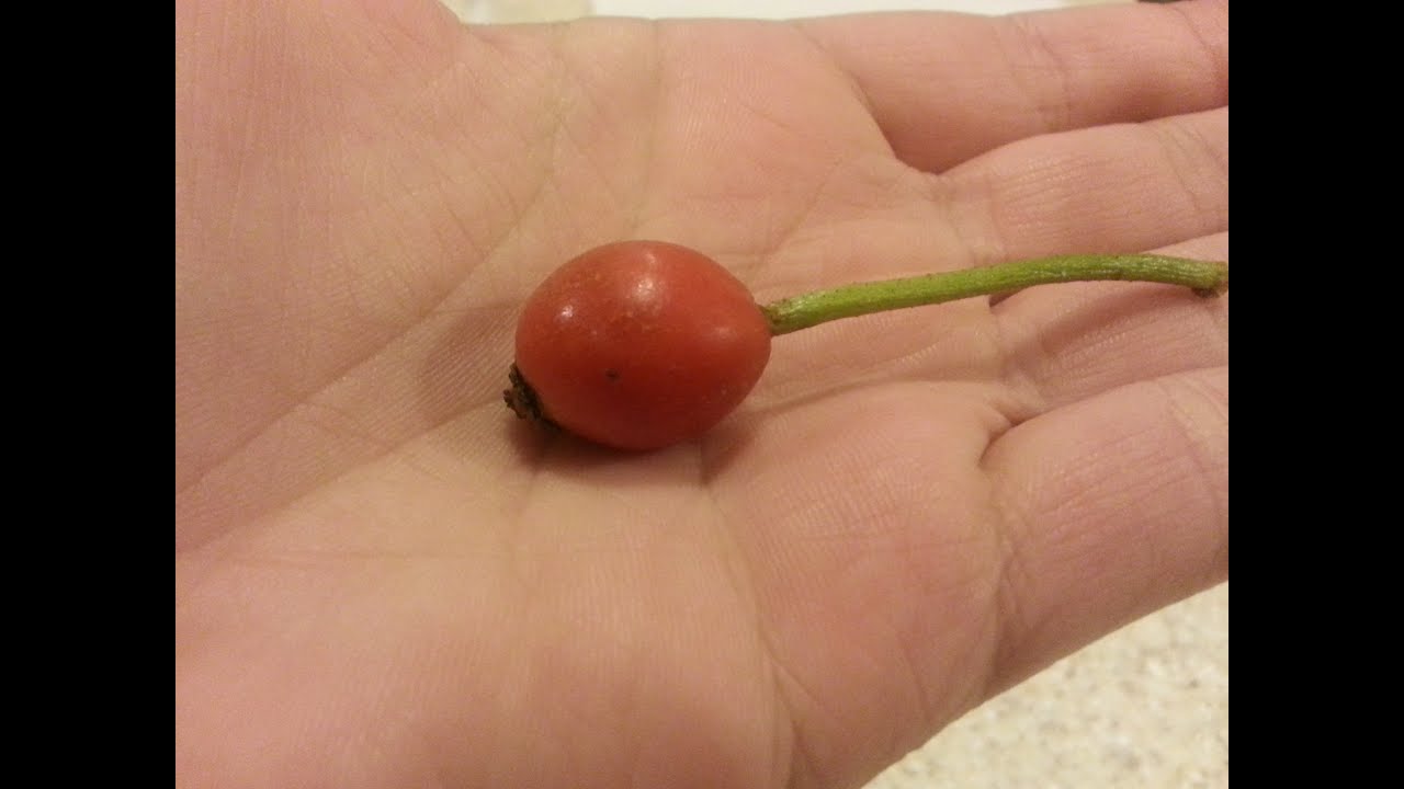Growing Roses From Seed (Part 1)