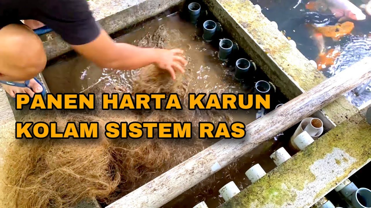 PANEN HARTA KARUN KOLAM BETON SISTEM RAS - EMAS RATUSAN KILO TERKUMPUL DISINI 😅