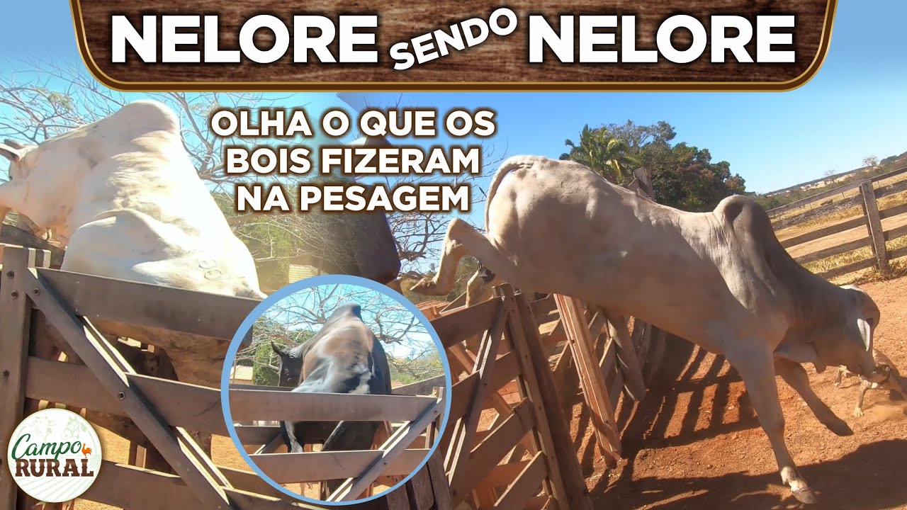 NELORE SENDO NELORE - OLHA O QUE OS BOIS FIZERAM NA 1A PESAGEM - BOIS PULAM CURRAL