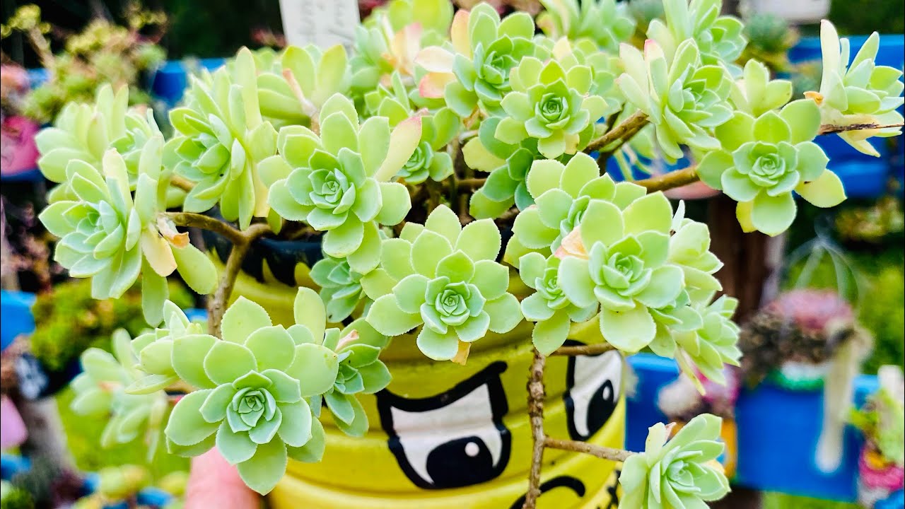 SUCULENTAS QUE PROSPERAM MUITO/ MAIS DE 10 ESPÉCIES DE SEDUNS FÁCEIS DE CULTIVAR 