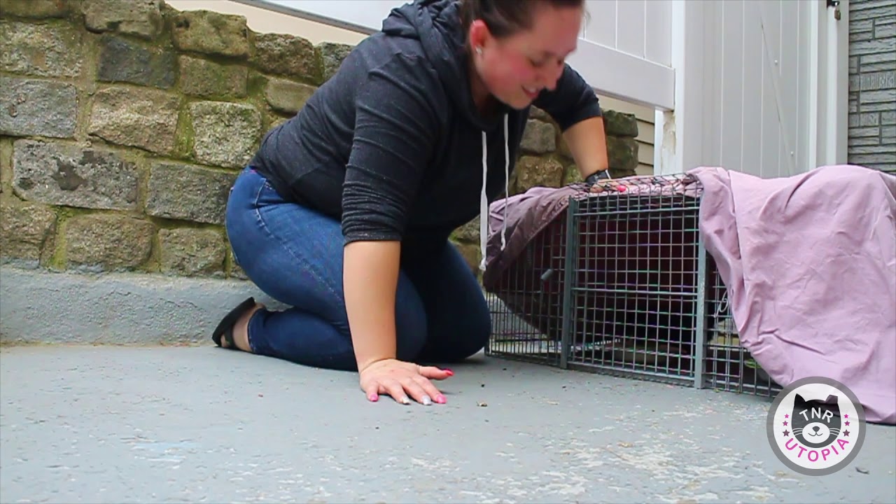 Trapping a Community Cat Colony in College Point! 16 kittens!