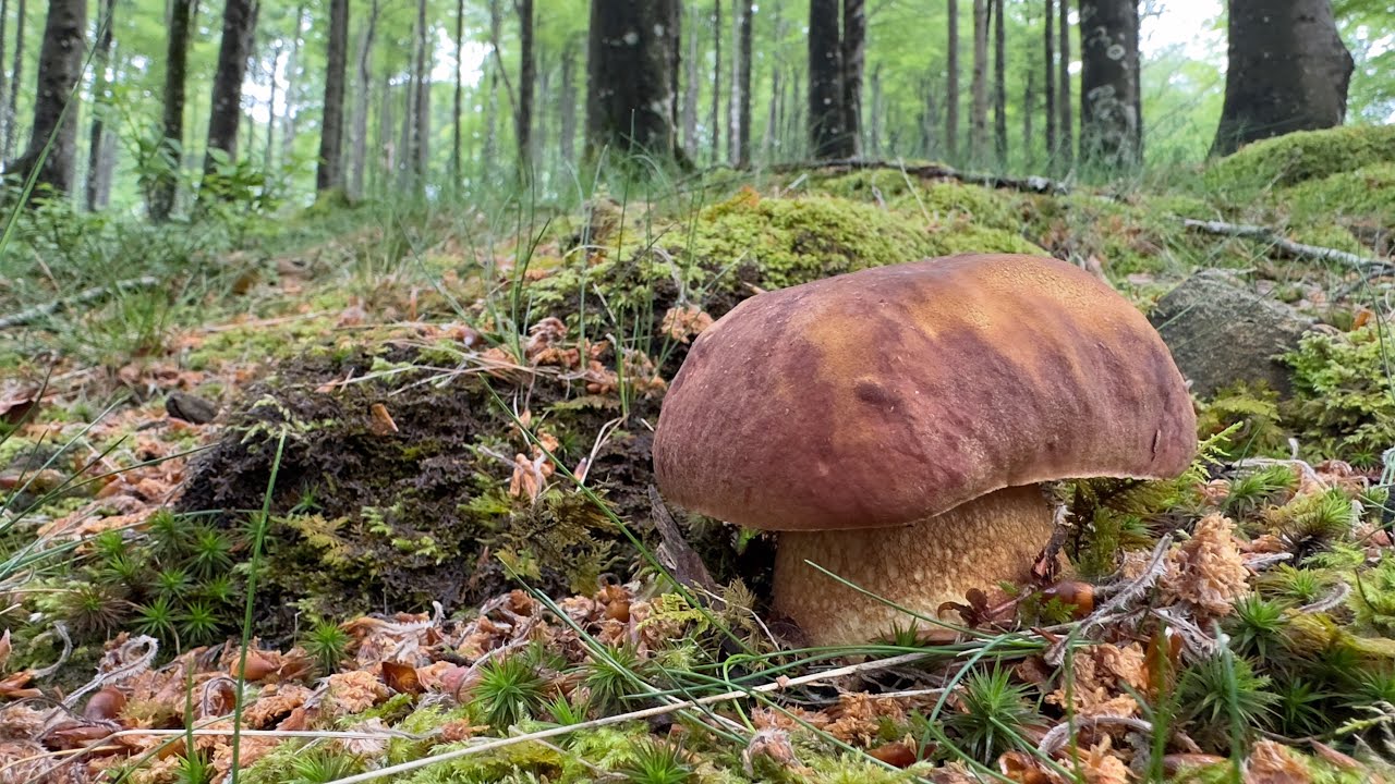 BOLETUS PINICOLA pagadian (2023ko maiatza) HDR